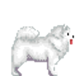 Samoyed.png