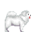 Samoyed.png